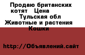 Продаю британских котят › Цена ­ 1 000 - Тульская обл. Животные и растения » Кошки   